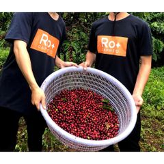 Cà Phê Gu Mạnh Nguyên Chất Rang Mộc 10 KG - Cafe Pha Phin & Pha Máy - Vị Đắng Thơm Đậm Đà, Roplus Coffee