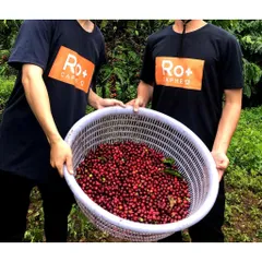 Cà Phê Robusta HONEY Roplus 10KG - Nguyên Chất Pha Phin, Pha Máy Vị Đắng Thanh Đậm, Thưởng Thức Hương Vị Việt Nam