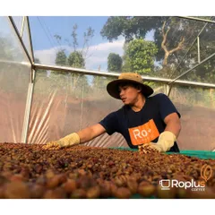 Cà phê Arabica Cầu Đất Nguyên Chất Rang Mộc 3 KG - Pha Phin & Pha Máy Cold Brew, Hương Vị Tươi Nguyên Bản, Không Phụ Gia