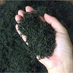 Trà Xanh Móc Câu Thượng Hạng DTT - Hương Cốm Đậm, Vị Ngọt Sâu, Cánh Đẹp - Thức Uống Đặc Sản (300K/kg)
