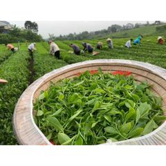 Trà Xanh Móc Câu Thượng Hạng DTT - Hương Cốm Đậm, Vị Ngọt Sâu, Cánh Đẹp - Thức Uống Đặc Sản (300K/kg)