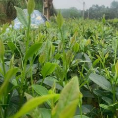 Trà Long Vân Móc Câu - Đặc Sản Thiên Nhiên Thái Nguyên, Hương Cốm Nguyên Chất, Gói 100g, 200g, 500g Hút Chân Không