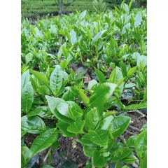 Trà Xanh Nõn Tôm DTT - Hương Thơm Ngọt, Vị Đậm, Đặc Sản Thượng Hạng, Phù Hợp Uống Hằng Ngày (350K/kg)