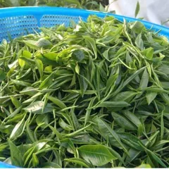 Trà Xanh Nõn Tôm DTT - Trà Cao Cấp Đậm Vị, Hậu Ngọt Vừa - Sản Phẩm Thượng Hạng Cho Người Yêu Trà (400k/kg)