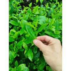 DTT Trà Xanh Móc Câu Ngon Chuẩn Vị - Đậm Đà, Tự Nhiên 250k/kg - Hương Vị Tuyệt Hảo, Không Hương Liệu, Thích Hợp Ngày Hè