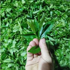 Trà Long Vân Nõn Tôm Thái Nguyên - Hương Cốm Tự Nhiên Đặc Trưng - Gói 100g, 200g, 500g - Thưởng Thức Vị Ngọt Dễ Chịu