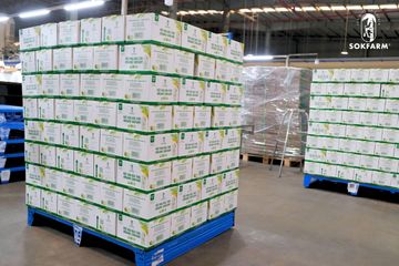 Thùng 12 Hộp Mật Hoa Dừa Tươi Organic Sokfarm 330ml - Đồ Uống Giải Khát Tự Nhiên, Bổ Sung Khoáng Chất Và Năng Lượng