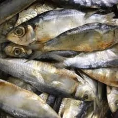 Cá Trích Kkh 1kg - Thực Phẩm Tươi Ngon Giàu Omega-3, Thích Hợp Chế Biến Nướng, Gỏi Hay Xào Thơm Ngon