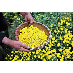 Trà Hoa Cúc Túi Lọc Phú Hưng AP - Giúp Ngủ Ngon, Giải Nhiệt, Đẹp Da - Hộp 20 Gói Thảo Mộc Tự Nhiên