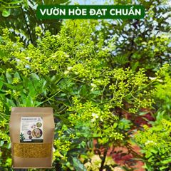 Trà Hoa Hòe Khô Đặc Biệt - Hương Thơm Dịu Dễ Uống, Hỗ Trợ Tim Mạch và Sức Khỏe - Thảo Mộc Thiên Nhiên Cho Giây Phút Thư Giãn