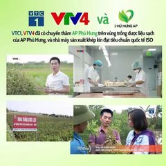Trà Giảo Cổ Lam AP Phú Hưng - Hỗ Trợ Huyết Áp, Giảm Mỡ Máu & Phòng Ngừa Bệnh Tim Mạch - Thảo Mộc Tự Nhiên 75g