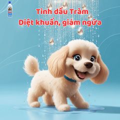 Dầu tắm chó mèo Plotoon Chlorhexidine - Giải pháp chăm sóc da, kháng viêm và làm sạch hiệu quả cho thú cưng