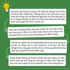 Viên uống bổ não Ginkgo Biloba 120mg Puritan's Pride - Hỗ trợ tuần hoàn não, tăng cường trí nhớ, giảm chóng mặt, đau đầu