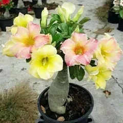 Bịch 10 hạt giống hoa sứ Thái Lan mix vàng hồng - Hạt giống hoa đẹp trang trí vườn nhà, mã số 1079