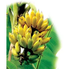 Hạt Giống Cây Chuối Mini Siêu Trái - Trồng Trong Nhà và Ngoài Trời - Bịch 10 Hạt - Mã Số 1236