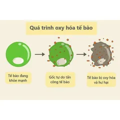 Viên uống tăng cường miễn dịch Nature Made Super C với D3 và Kẽm - 200 viên Vitamin Hỗ Trợ Sức Khỏe Tốt Nhất
