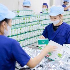 Trà Lá Ổi MyCHi 30 Túi Lọc - Hỗ Trợ Giảm Cân, Tiêu Hóa Tốt, Ngủ Ngon, Giàu Vitamin Từ Thiên Nhiên, Sản Phẩm Việt Nam