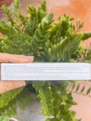 Vi Gai Meso Collagen 10ml - Kem Dưỡng Da Căng Bóng, Ngăn Ngừa Lão Hóa, Làm Mờ Thâm Nám, Tàn Nhang, Da Mịn Màng Sáng Khỏe