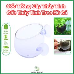 Cốc Thủy Tinh Trồng Cây - Cốc Treo Hồ Cá Thủy Sinh Sang Trọng, Thích Hợp Trồng Cây Ráy và Trầu 09