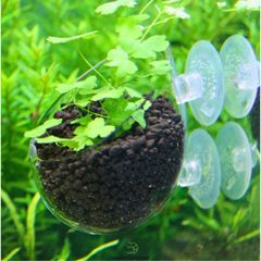 Cốc Thủy Tinh Trồng Cây - Cốc Treo Hồ Cá Thủy Sinh Sang Trọng, Thích Hợp Trồng Cây Ráy và Trầu 09
