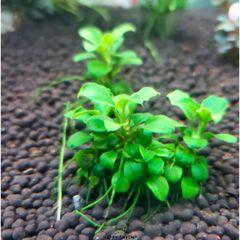 Ráy Nana Petite Lá Nước Thái - Combo 3 Ngọn & 5 Ngọn Cho Bể Cá - Cây Thủy Sinh Dễ Chăm Sóc, Phát Triển Chậm