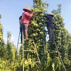 Tiêu Xay Nguyên Chất MACPEPPER - Hương Vị Tự Nhiên Đạt Tiêu Chuẩn Sạch, Các Tùy Chọn 142g/285g/500g/1000g