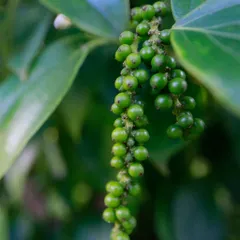 Tiêu Sạch MACPEPPER Không Biến Đổi Gien - Hạt 5mm, Hộp 283g - Hương Vị Tự Nhiên, Lợi Ích Sức Khỏe Tuyệt Vời