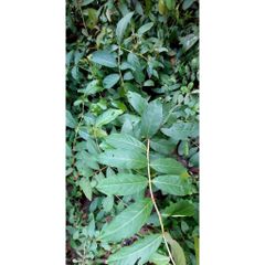 Lá Bằng Lăng Tươi 1kg - Chữa Nấm Da, Kháng Khuẩn, Hỗ Trợ Điều Trị Bệnh Tiểu Đường, Giao Hàng Nhanh Chóng
