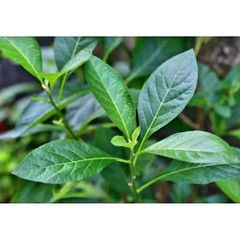 Lá Cây Mật Gấu Tươi 1kg - Hàng Tự Trồng Không Hóa Chất - Tươi Mới Hái Theo Đơn Đặt, Giao Hàng Nhanh chóng