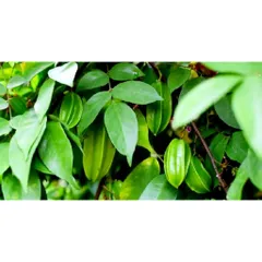 Lá Khế Tươi (Khế Chua) 1kg - Thực Phẩm Tự Nhiên, Thanh Nhiệt, Giải Nhiệt, Điều Trị Cảm Nắng, Mề Đay