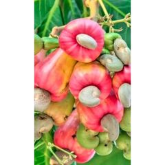 Hạt điều tươi ,Hạt Điều Giống( Đào Lộn Hột )1kg (hạt điều bình phước).