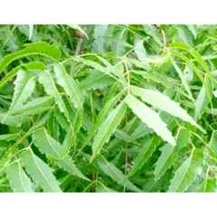 Lá Sầu Đâu Tươi 1kg - Hỗ Trợ Điều Trị Da Liễu, Cải Thiện Tiêu Hóa, Làm Đẹp Da, Kháng Khuẩn, Chống Viêm