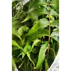 Lá Sầu Đâu Tươi 1kg - Hỗ Trợ Điều Trị Da Liễu, Cải Thiện Tiêu Hóa, Làm Đẹp Da, Kháng Khuẩn, Chống Viêm