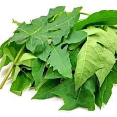 Lá Đu Đủ Tươi 1kg - Hỗ Trợ Tiêu Hóa, Tăng Tiểu Cầu, Làm Đẹp Da, Tăng Cường Sức Khỏe Tóc, Hỗ Trợ Miễn Dịch