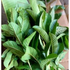 Lá Ổi Sẻ (Ổi Rừng) 1kg - Hỗ trợ tiêu hóa, kiểm soát đường huyết, làm đẹp da, giảm cân, sức khỏe tim mạch, kháng khuẩn tự nhiên
