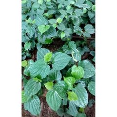 Lá Lốt Tươi 1kg Có Rễ - Dược Liệu Chữa Đau Lưng, Sưng Khớp, Giải Độc - Giao Hỏa Tốc