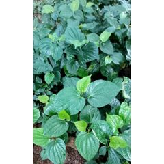 Lá Lốt Tươi 1kg Có Rễ - Dược Liệu Chữa Đau Lưng, Sưng Khớp, Giải Độc - Giao Hỏa Tốc