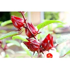 Hạt giống Atisô đỏ Bụp giấm - Hạt giống rau củ tự trồng, dễ chăm sóc, tăng năng suất cho khu vườn của bạn