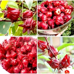 Hạt giống Atisô đỏ Bụp giấm - Hạt giống rau củ tự trồng, dễ chăm sóc, tăng năng suất cho khu vườn của bạn