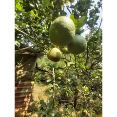 Bưởi chín cây nhà vườn Organic 3kg - Ngọt ngào, mọng nước, thu hoạch tươi ngon, an toàn cho sức khỏe