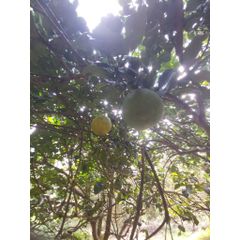 Bưởi chín cây nhà vườn Organic 3kg - Ngọt ngào, mọng nước, thu hoạch tươi ngon, an toàn cho sức khỏe