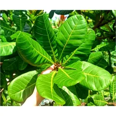 Lá Điều Đỏ Tươi 1kg - Rau Thảo Dược Chữa Bệnh, Hỗ Trợ Tiểu Đường, Kháng Khuẩn, Chất Xơ Tự Nhiên, Hàng Tiêu Dùng Tốt Cho Sức Khỏe