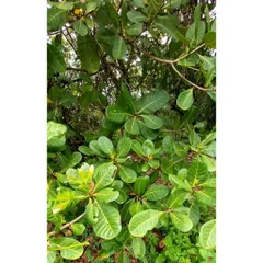 Lá Điều Đỏ Tươi 1kg - Rau Thảo Dược Chữa Bệnh, Hỗ Trợ Tiểu Đường, Kháng Khuẩn, Chất Xơ Tự Nhiên, Hàng Tiêu Dùng Tốt Cho Sức Khỏe