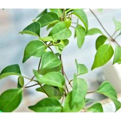 Hạt Giống Lá Giang - Giống Thực Phẩm Hữu Cơ Dễ Trồng, Mùa Vụ Quanh Năm, Khả Năng Nảy Mầm Cao