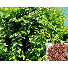 Hạt Giống Lá Giang - Giống Thực Phẩm Hữu Cơ Dễ Trồng, Mùa Vụ Quanh Năm, Khả Năng Nảy Mầm Cao