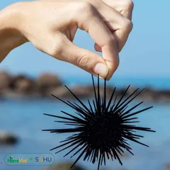 Mắm Nhum Tiến Vua Sahu - Đặc Sản Sa Huỳnh Đậm Đà, Ngọt Béo Tự Nhiên, Hương Vị Biển Thơm Ngon 200g