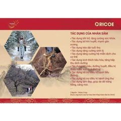 Cốt sâm Triều Tiên ORICOE 10ml - Giải độc gan, cải thiện trí nhớ, giảm đau nhức, tăng cường miễn dịch tự nhiên, thực phẩm chức năng sức khỏe