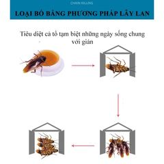 Nhãn Dán Diệt Gián Sinh Học An Toàn - Giải Pháp Hiệu Quả Đảm Bảo Không Gian Sống Sạch Sẽ, Không Hóa Chất Độc Hại