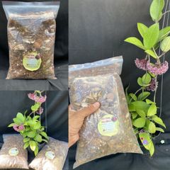 Giá Thể Trồng Hoya 0,5kg - Độ Ẩm 20% Cho Cây Giống và Cây Lớn - Phân Vi Sinh Thoát Nước Tốt, Phát Triển Rễ Mạnh Mẽ