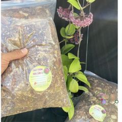 Giá Thể Trồng Hoya 0,5kg - Độ Ẩm 20% Cho Cây Giống và Cây Lớn - Phân Vi Sinh Thoát Nước Tốt, Phát Triển Rễ Mạnh Mẽ
